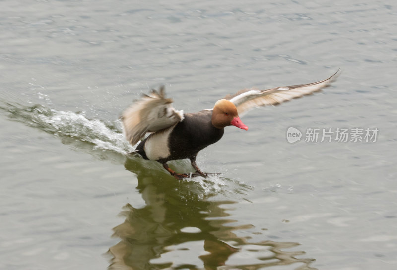 雄性红头潜鸭(Netta rufina)